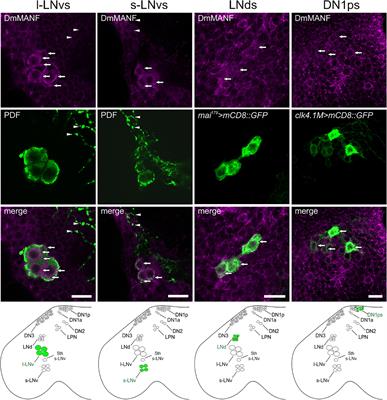 Mesencephalic Astrocyte-Derived Neurotrophic Factor Regulates Morphology of Pigment-Dispersing Factor-Positive Clock Neurons and Circadian Neuronal Plasticity in Drosophila melanogaster